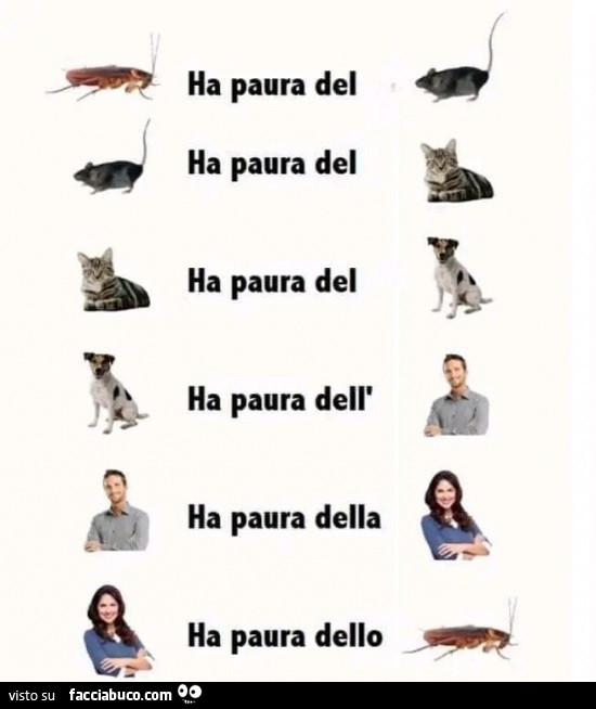 L'insetto ha paura del topo. Il topo ha paura del gatto