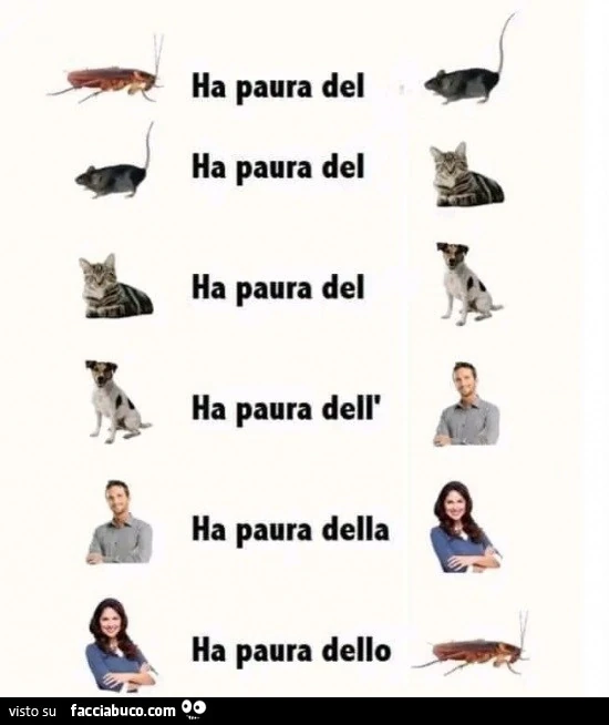 L'insetto ha paura del topo. Il topo ha paura del gatto