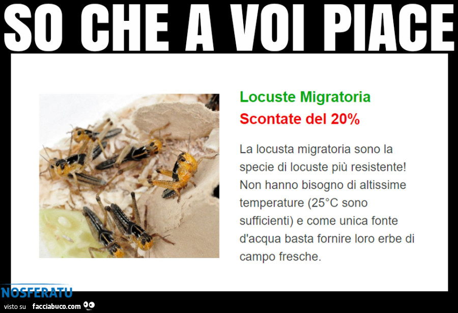 Locuste Migratoria