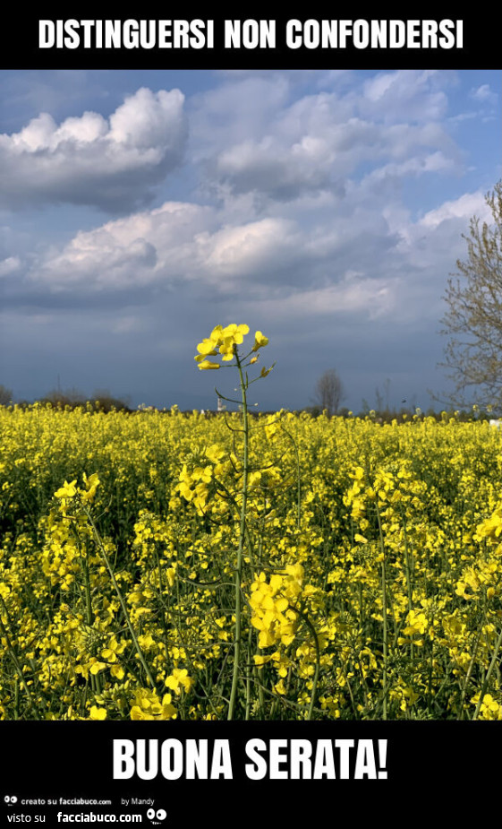 Distinguersi non confondersi buona serata