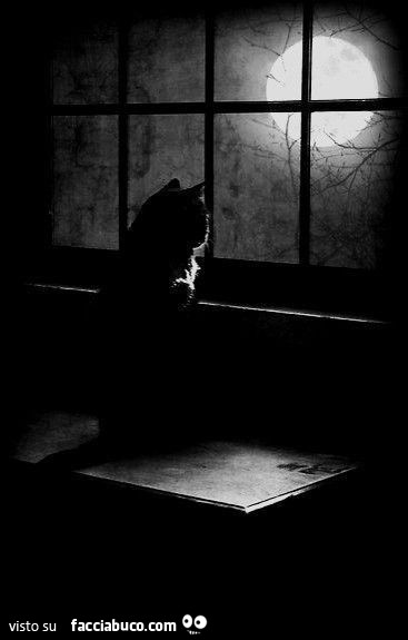Gatto guarda la luna piena dalla finestra
