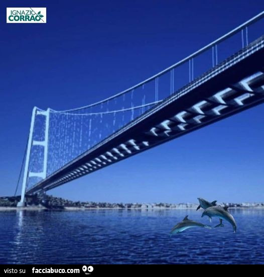 Delfini sotto il ponte di Messina