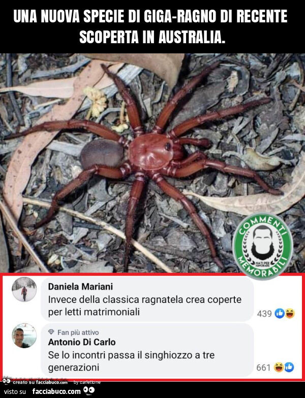 Una nuova specie di giga-ragno di recente scoperta in australia