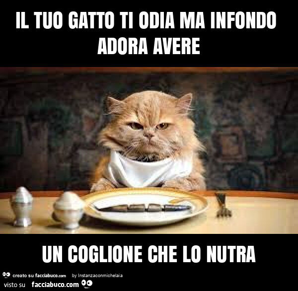 Il tuo gatto ti odia ma infondo adora avere un coglione che lo nutra
