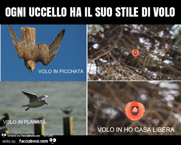 Ogni uccello ha il suo stile di volo