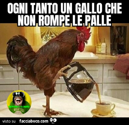 Ogni tanto un gallo che non rompe le palle