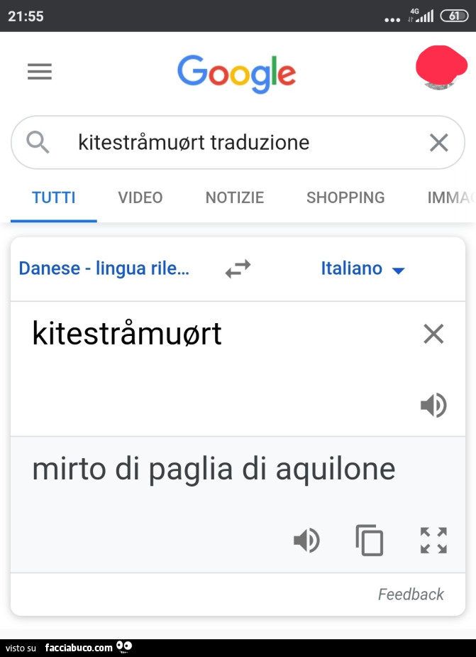 Kitestràmuort traduzione mirto di paglia di aquilone