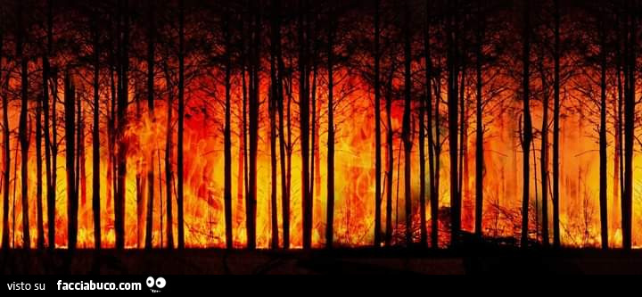 Foresta in fiamme