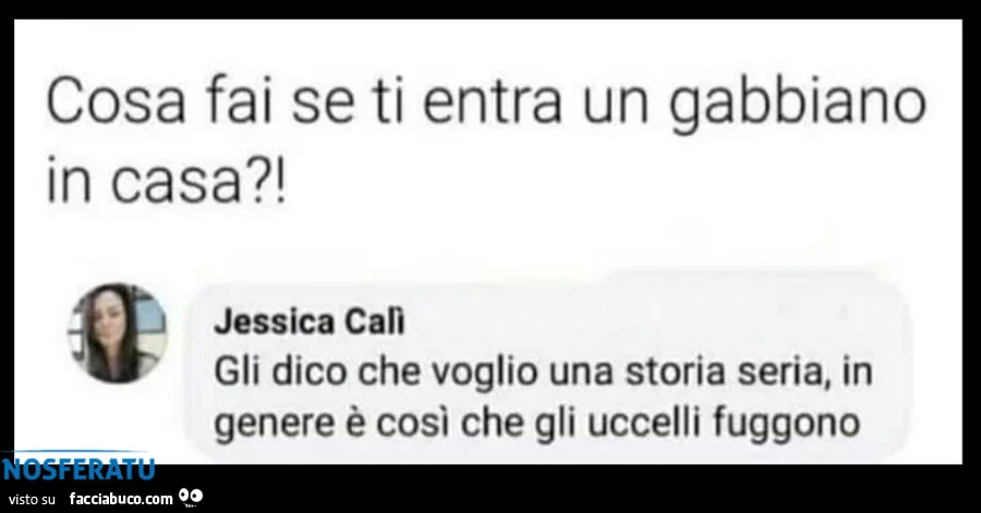 Cosa fare se ti entra un gabbiano in casa