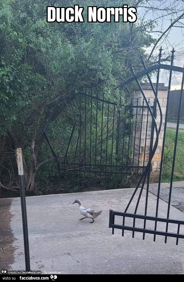Duck norris