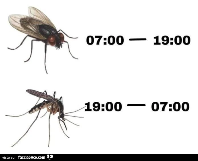 Mosca dalle 7 alle 19. Zanzara dalle 19 alle 7