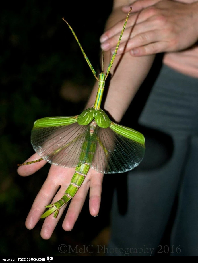 Vaccata
